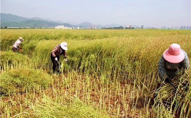 農(nóng)村的秸稈稻草，棉花桿，廢舊木材花生殼，都是農(nóng)業(yè)垃圾，在過去這些東西沒有人稀罕，到處亂扔，影響了農(nóng)村的面貌